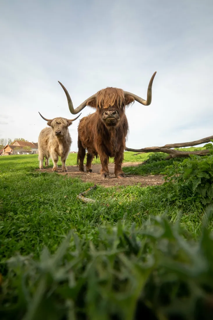 Deux vaches Highland dans la prairie