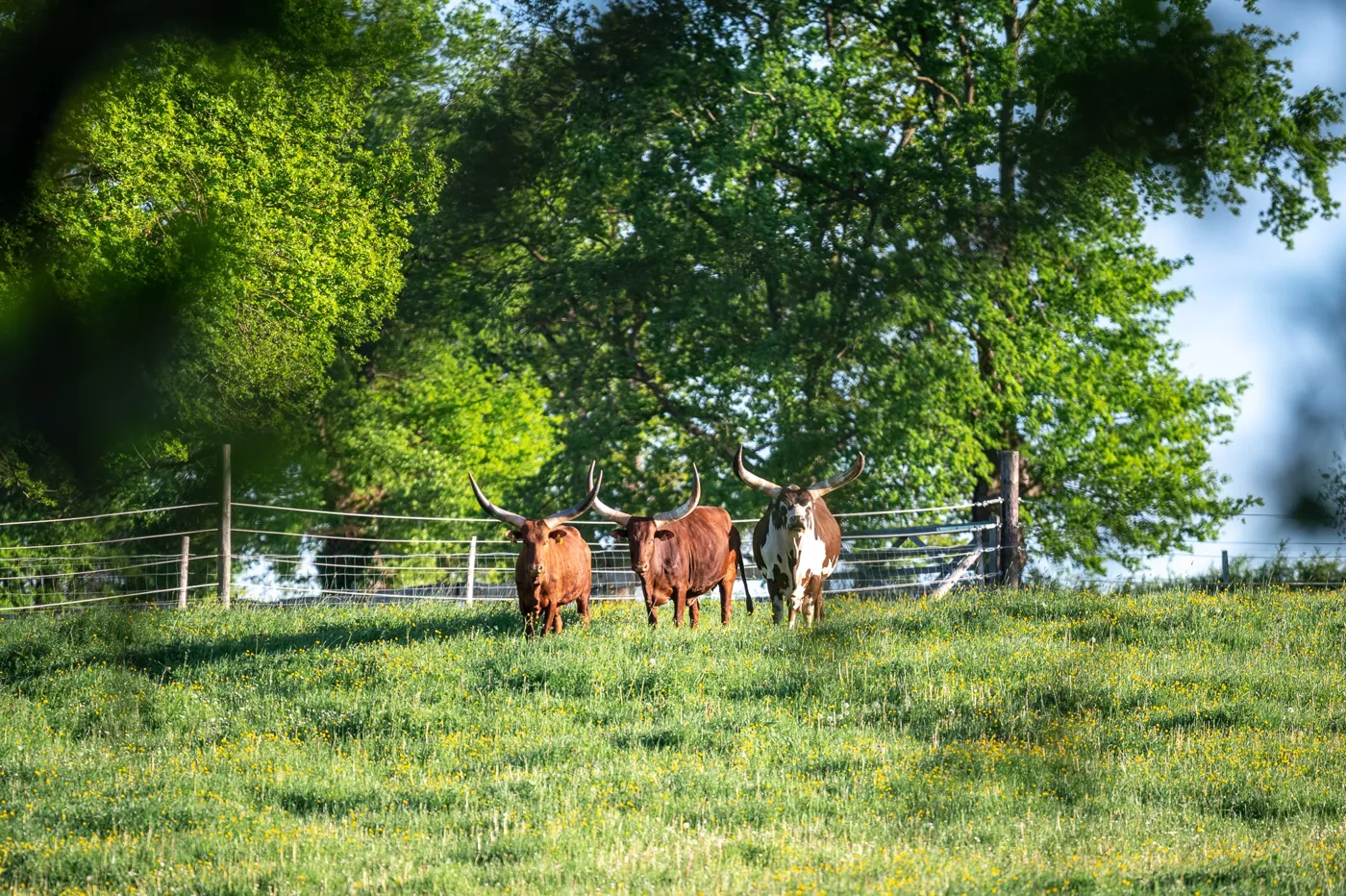Vaches dans un pré bordé d'arbres