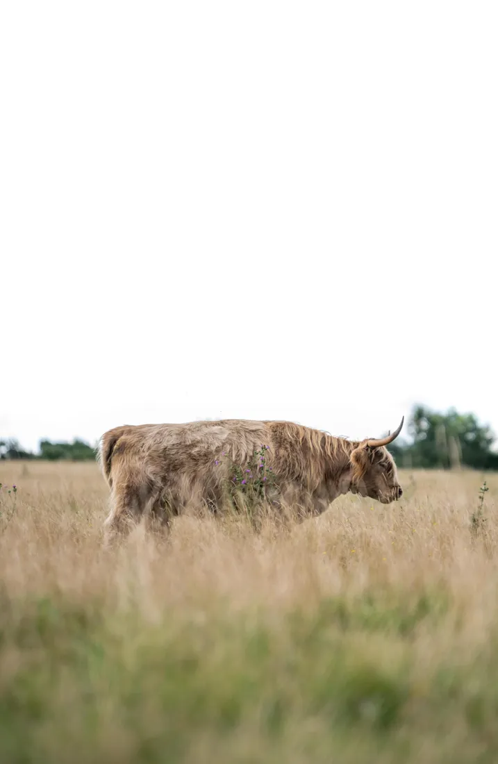 Vache Highland dans les hautes herbes