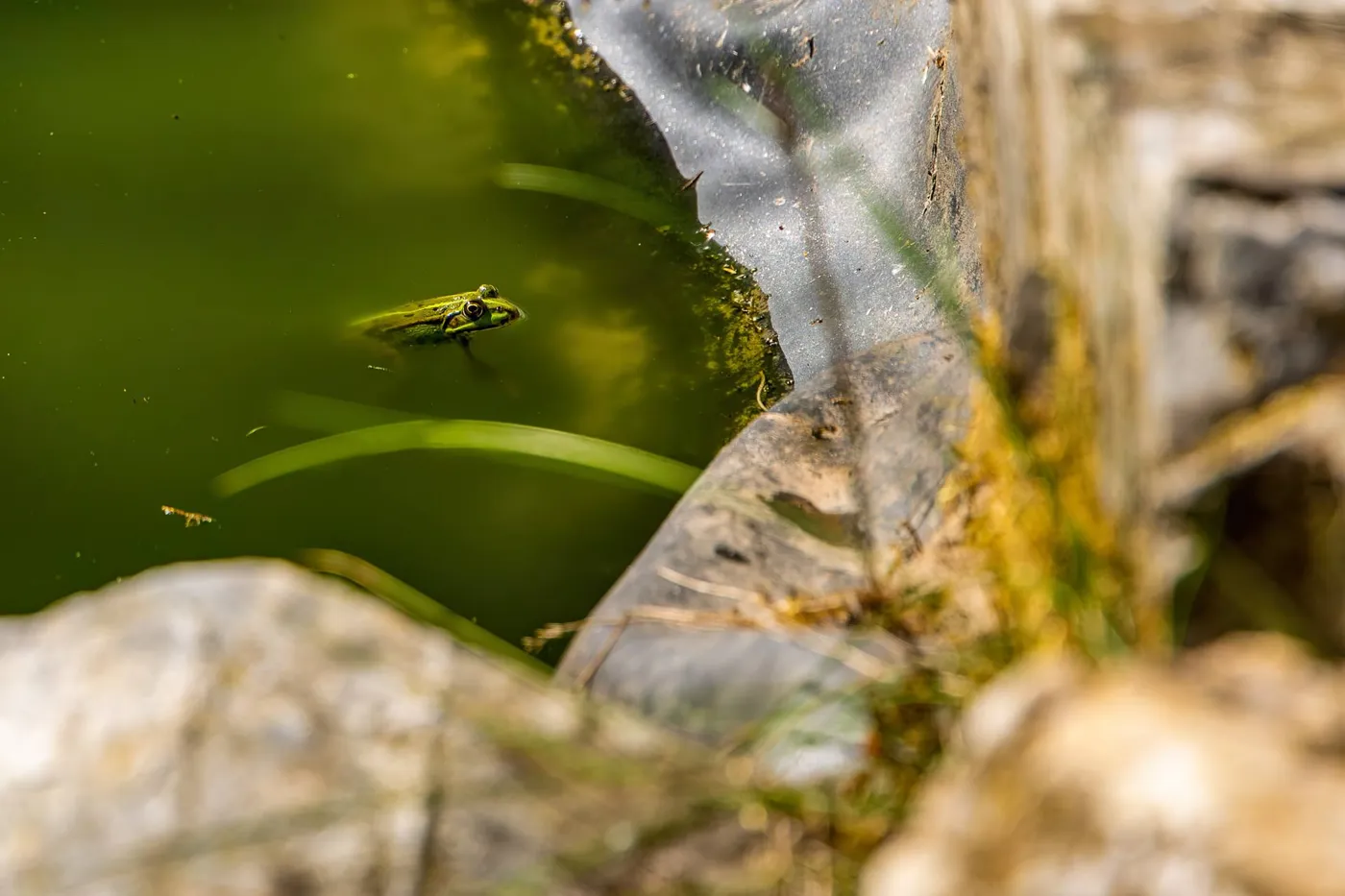 Bassin naturel du jardin