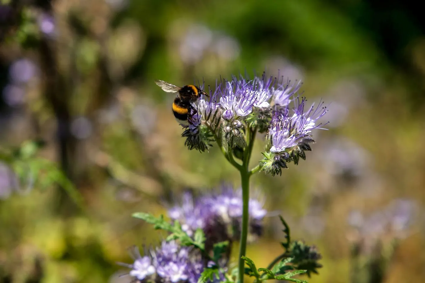 Abeille butinant une fleur de phacélie
