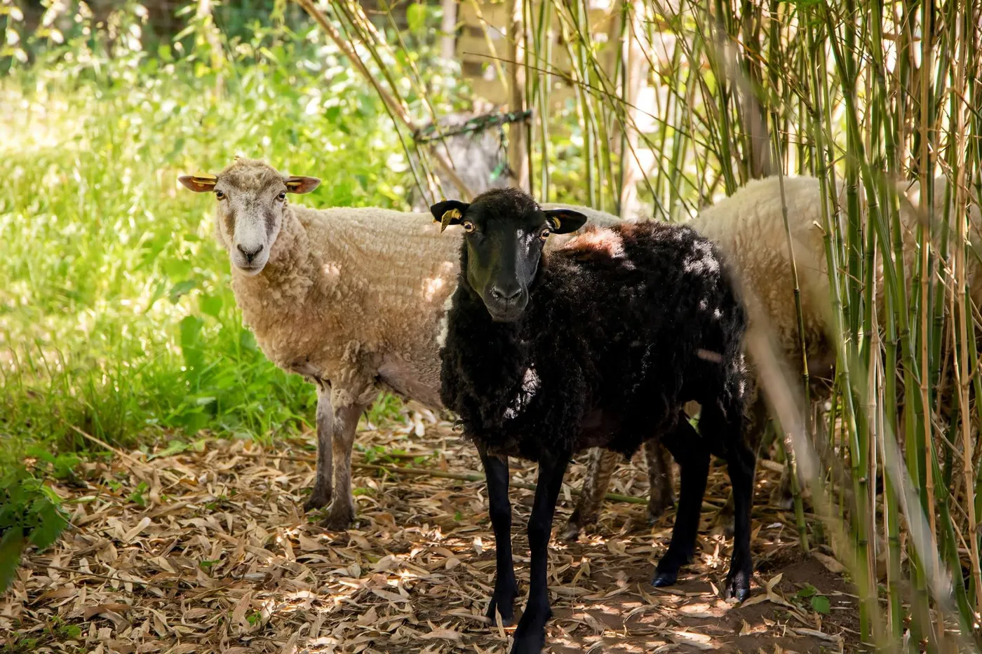 Moutons dans le jardin