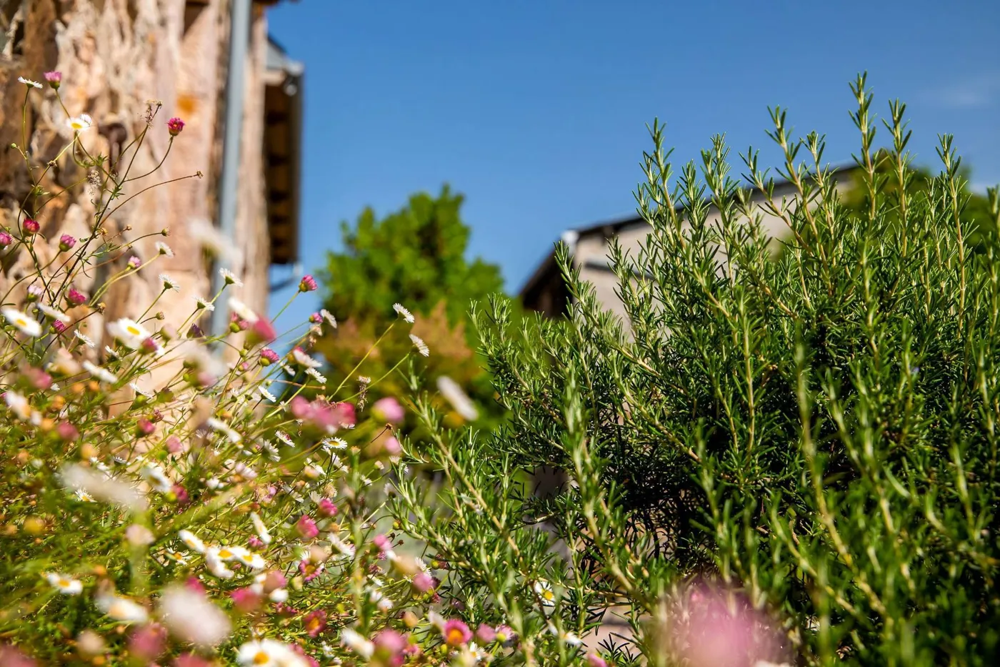Massifs fleuris devant la maison